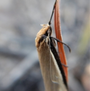 Philobota xiphostola at Cook, ACT - 3 Sep 2018