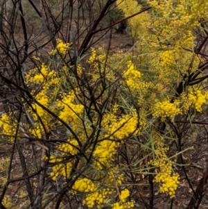 Acacia boormanii at Symonston, ACT - 6 Sep 2018