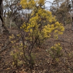 Acacia boormanii at Symonston, ACT - 6 Sep 2018