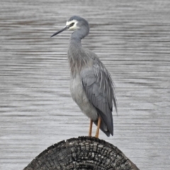 Egretta novaehollandiae at Fyshwick, ACT - 6 Sep 2018