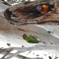 Glossopsitta concinna at Kambah, ACT - 6 Sep 2018