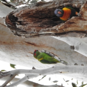 Glossopsitta concinna at Kambah, ACT - 6 Sep 2018