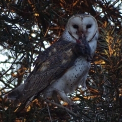 Tyto alba (Barn Owl) at Fyshwick, ACT - 29 Aug 2018 by roymcd