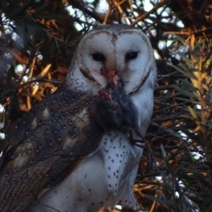 Tyto alba at Fyshwick, ACT - 29 Aug 2018 06:27 PM