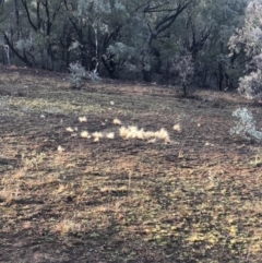 Nassella trichotoma (Serrated Tussock) at Majura, ACT - 7 Sep 2018 by AaronClausen