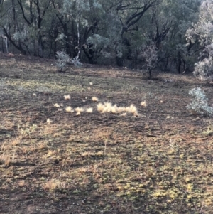 Nassella trichotoma at Majura, ACT - 7 Sep 2018