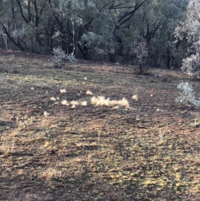 Nassella trichotoma (Serrated Tussock) at Majura, ACT - 7 Sep 2018 by AaronClausen