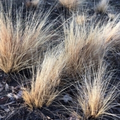 Nassella trichotoma at Majura, ACT - 7 Sep 2018 07:34 AM