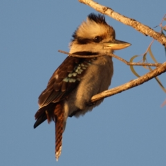 Dacelo novaeguineae (Laughing Kookaburra) at Kambah, ACT - 29 Aug 2018 by MatthewFrawley