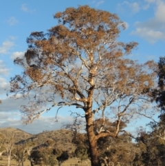 Eucalyptus melliodora (Yellow Box) at Gordon, ACT - 2 Sep 2018 by MichaelBedingfield