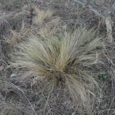 Nassella trichotoma (Serrated Tussock) at Paddys River, ACT - 2 Sep 2018 by MichaelBedingfield