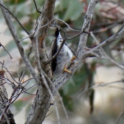 Daphoenositta chrysoptera (Varied Sittella) at Googong, NSW - 7 Sep 2018 by Wandiyali