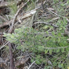 Persoonia rigida (Hairy Geebung) at Acton, ACT - 7 Sep 2018 by WalterEgo