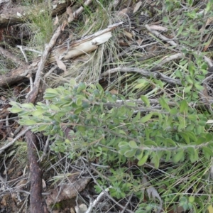 Persoonia rigida at Acton, ACT - 7 Sep 2018 10:38 AM