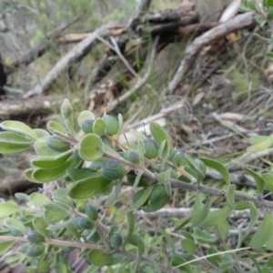 Persoonia rigida at Acton, ACT - 7 Sep 2018 10:38 AM