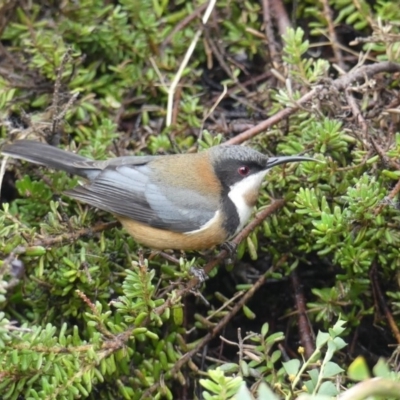 Acanthorhynchus tenuirostris (Eastern Spinebill) at Acton, ACT - 7 Sep 2018 by WalterEgo