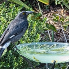 Strepera graculina (Pied Currawong) at Banks, ACT - 7 Sep 2018 by UserfaKgHkxs