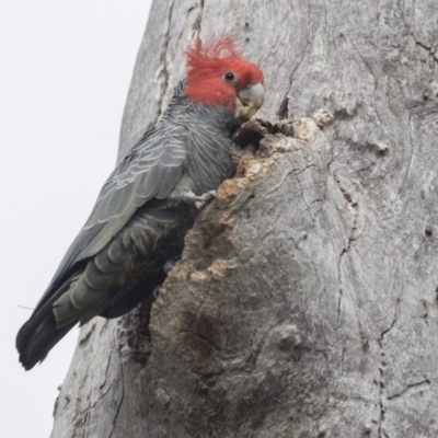 Callocephalon fimbriatum (Gang-gang Cockatoo) at Bruce, ACT - 4 Sep 2018 by AlisonMilton