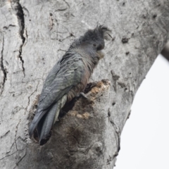 Callocephalon fimbriatum at Bruce, ACT - suppressed
