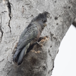 Callocephalon fimbriatum at Bruce, ACT - suppressed