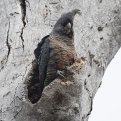 Callocephalon fimbriatum at Bruce, ACT - suppressed