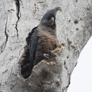 Callocephalon fimbriatum at Bruce, ACT - suppressed