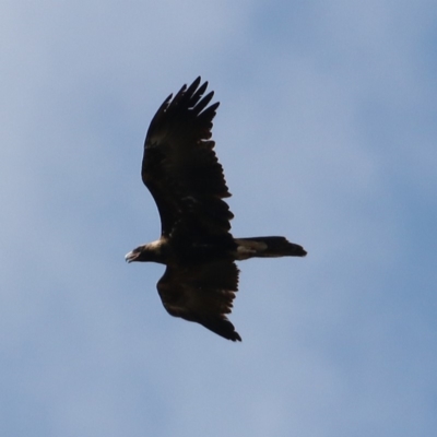 Aquila audax (Wedge-tailed Eagle) at Fyshwick, ACT - 7 Sep 2018 by redsnow