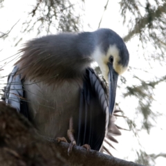 Egretta novaehollandiae (White-faced Heron) at Fyshwick, ACT - 7 Sep 2018 by redsnow