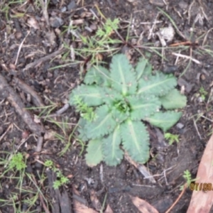 Solenogyne dominii at Barton, ACT - 7 Sep 2018 10:09 AM