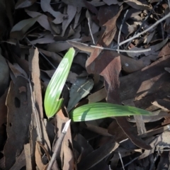 Livistona australis (Australian Cabbage Palm) at Corunna, NSW - 7 Sep 2018 by LocalFlowers