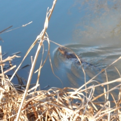 Hydromys chrysogaster (Rakali or Water Rat) at Umbagong District Park - 20 Aug 2018 by Rosie