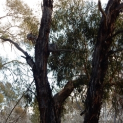 Podargus strigoides (Tawny Frogmouth) at Umbagong District Park - 28 Aug 2018 by Rosie