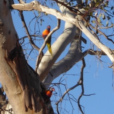 Trichoglossus moluccanus (Rainbow Lorikeet) at Deakin, ACT - 7 Sep 2018 by JackyF