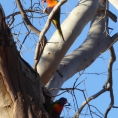 Trichoglossus moluccanus at Deakin, ACT - 7 Sep 2018