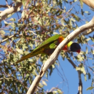 Trichoglossus moluccanus at Deakin, ACT - 7 Sep 2018