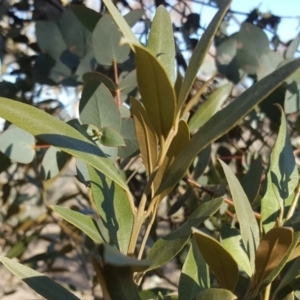 Olea europaea subsp. cuspidata at Symonston, ACT - 7 Sep 2018 03:58 PM