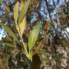 Olea europaea subsp. cuspidata at Symonston, ACT - 7 Sep 2018 03:58 PM