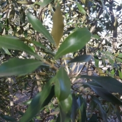 Olea europaea subsp. cuspidata (African Olive) at Symonston, ACT - 7 Sep 2018 by Mike