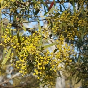 Acacia fimbriata at Symonston, ACT - 7 Sep 2018