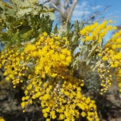 Acacia baileyana (Cootamundra Wattle, Golden Mimosa) at Symonston, ACT - 7 Sep 2018 by Mike