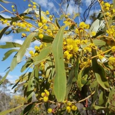 Acacia pycnantha (Golden Wattle) at Symonston, ACT - 7 Sep 2018 by Mike