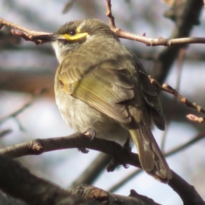 Caligavis chrysops at Acton, ACT - 7 Sep 2018