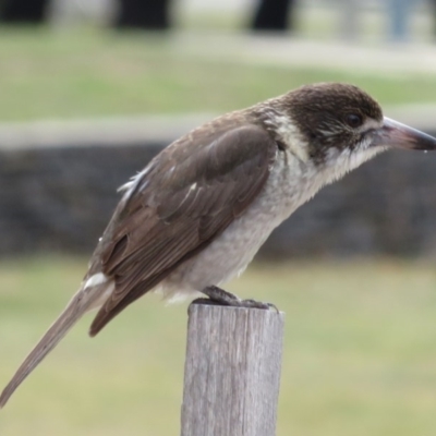 Cracticus torquatus (Grey Butcherbird) at Parkes, ACT - 7 Sep 2018 by RobParnell