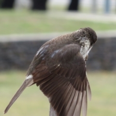 Cracticus torquatus at Parkes, ACT - 7 Sep 2018