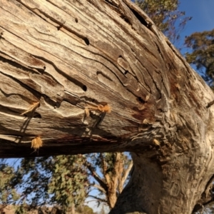 Isodontia sp. (genus) at Kambah, ACT - 18 Aug 2018