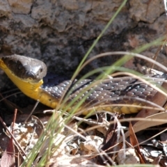 Notechis scutatus (Tiger Snake) at Bungendore, NSW - 5 Mar 2005 by Harrisi
