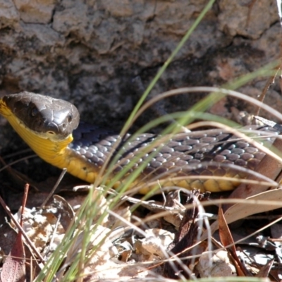 Notechis scutatus (Tiger Snake) at Bungendore, NSW - 6 Mar 2005 by Harrisi