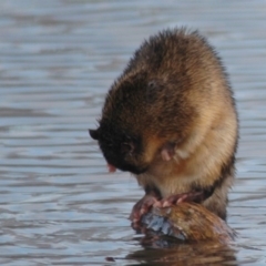 Hydromys chrysogaster (Rakali or Water Rat) at Canberra, ACT - 7 Jul 2006 by Harrisi