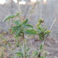 Atriplex semibaccata (Creeping Saltbush) at Point Hut to Tharwa - 2 Sep 2018 by MichaelBedingfield