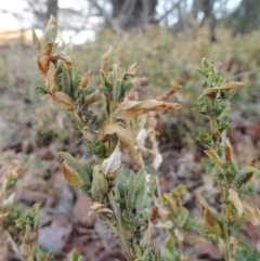 Atriplex semibaccata at Tharwa, ACT - 2 Sep 2018 07:12 PM